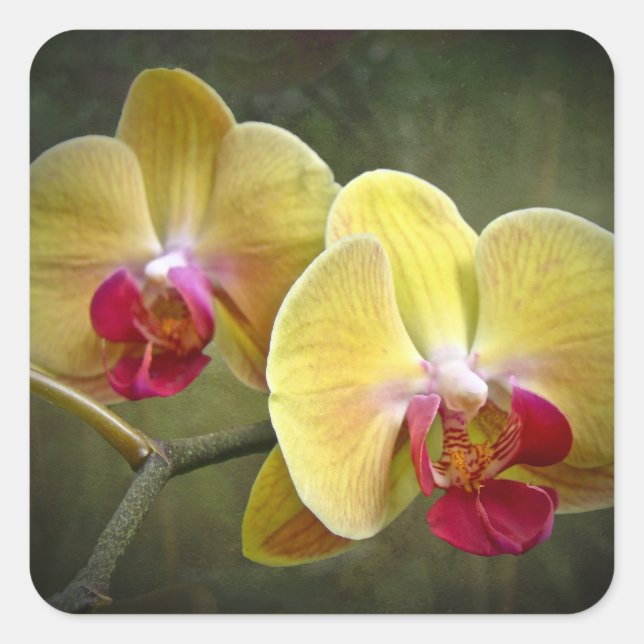 Yellow Moth Orchids - Phalaenopsis Square Sticker (Front)