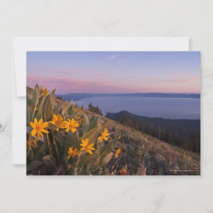 Yellow Mules Ear Flowers at Sunset
