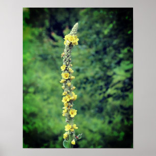 Yellow Mullein Wildflower  Poster