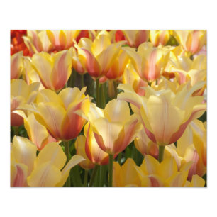 Yellow Multi-Coloured Tulips 20" x 16" Photo Print