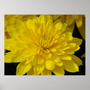 Yellow Mum Poster