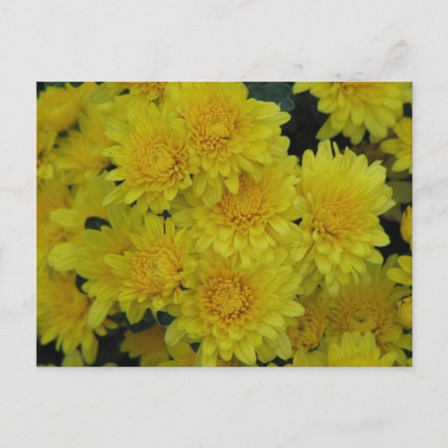 Yellow Mums Postcard (Front)