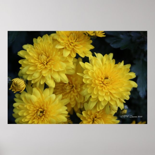 Yellow Mums Poster (Front)