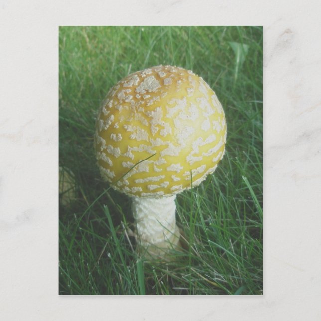 Yellow Mushroom #4 Postcard (Front)