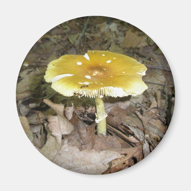 Yellow Mushroom Magnet (Front)