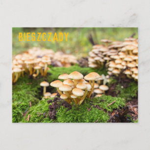 Yellow mushrooms in the autumn forest. postcard