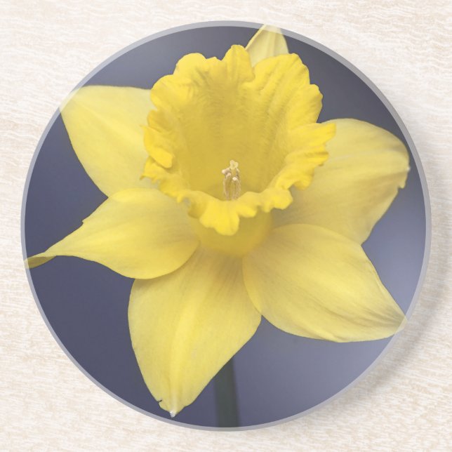 Yellow Narcissus Flower Floral watercolor paint Coaster (Front)