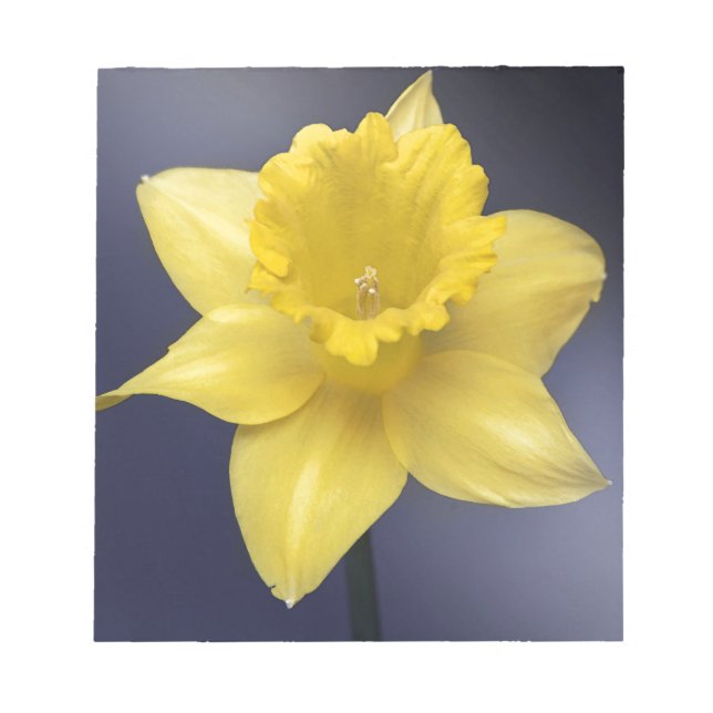 Yellow Narcissus Flower Floral watercolor paint Notepad (Front)