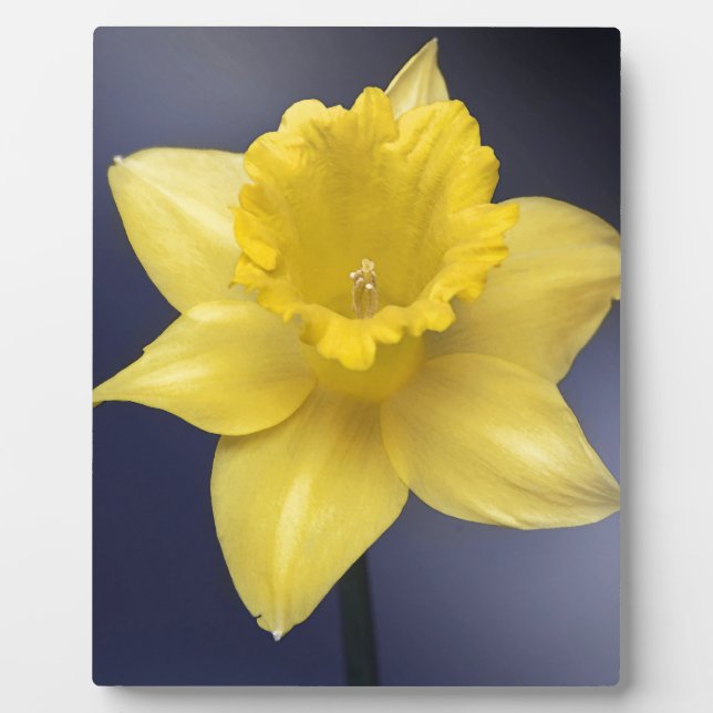 Yellow Narcissus Flower Floral watercolor paint Plaque (Front)