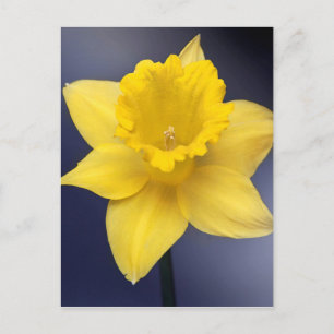 Yellow Narcissus Flower Floral watercolor paint Postcard