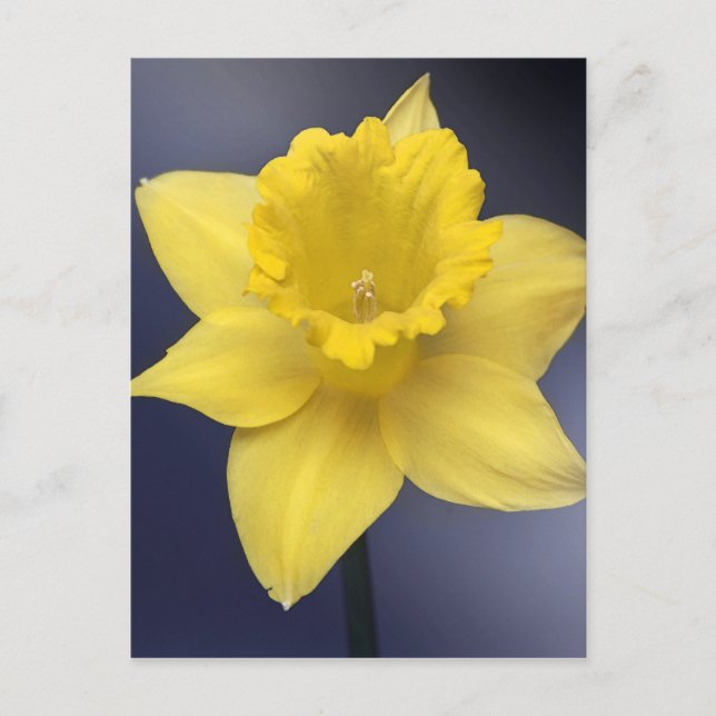 Yellow Narcissus Flower Floral watercolor paint Postcard (Front)