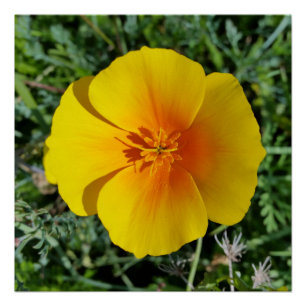 yellow of autumn poster