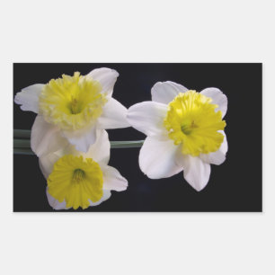 Yellow on White Daffodil Sticker