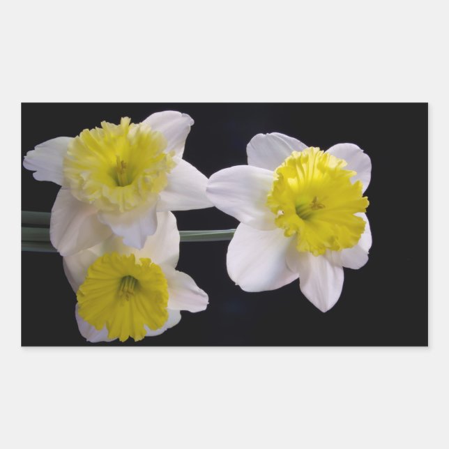 Yellow on White Daffodil Sticker (Front)
