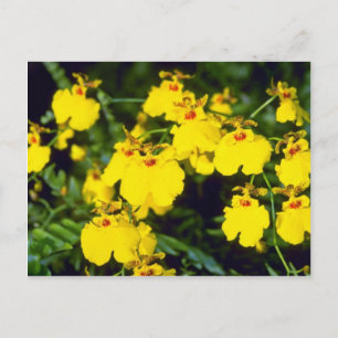 yellow Oncidium flowers Postcard