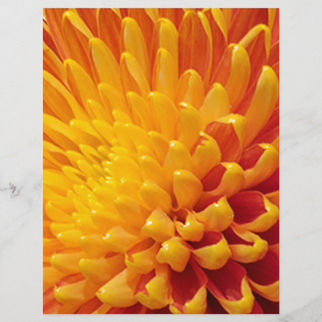 Yellow & Orange Chrysanthemum (Front)