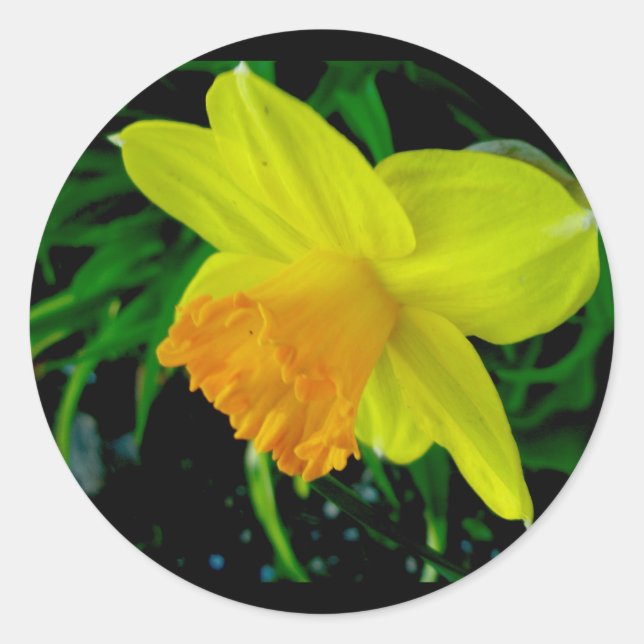 Yellow Orange Daffodil Stickers (Front)