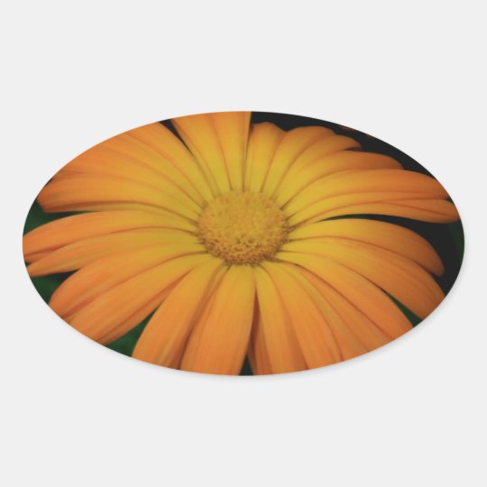 Yellow orange daisy flower oval sticker