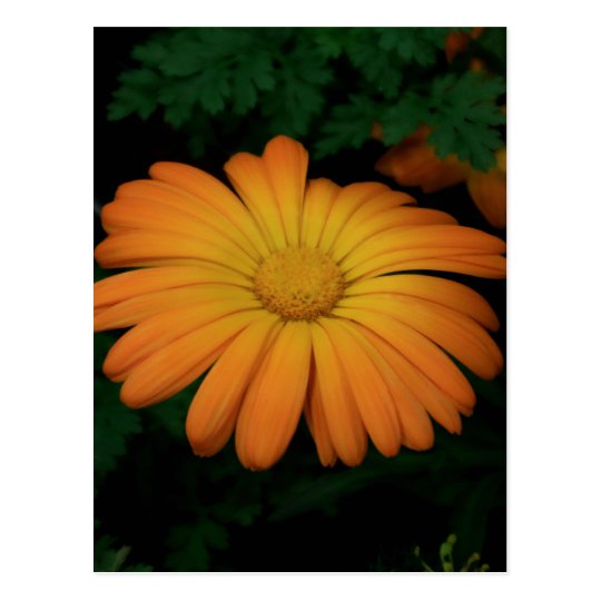 Yellow orange daisy flower postcard