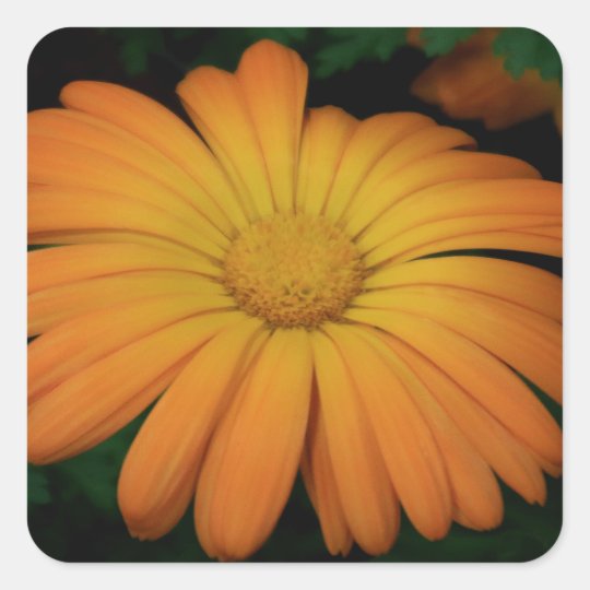 Yellow orange daisy flower square sticker