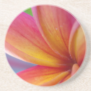 Yellow Orange Deep Pink Tropical Plumeria Flower Coaster