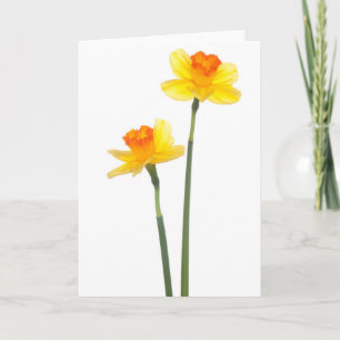 Yellow &amp; Orange Jonquil Daffodils Card