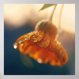 Yellow Orange Marigold Flower Drops Macro Poster