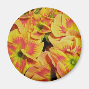 Yellow Orange Primrose Magnet