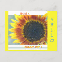 Yellow Orange Sunflower Cust. HELLO Postcard