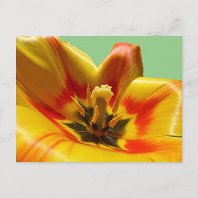 Yellow Orange Tulip DIY Postcard (Front)