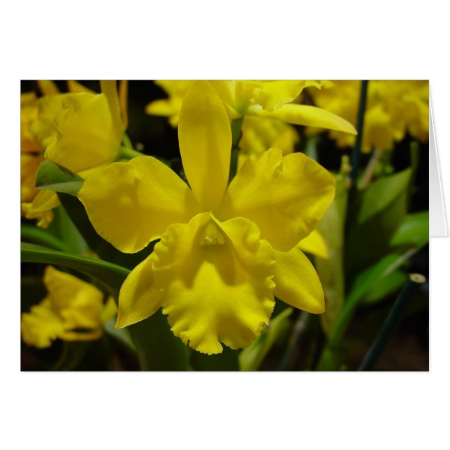 Yellow orchid (Front Horizontal)