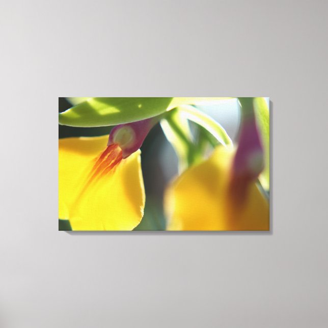 Yellow Orchid Canvas Print (Front)