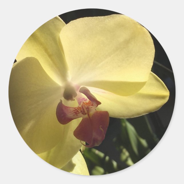 Yellow Orchid Envelope Seal Sticker (Front)