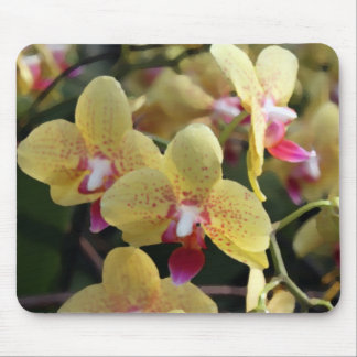 Yellow orchid flowers mouse pad