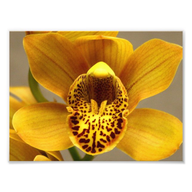 Yellow Orchid Flowers Photo Print (Front)