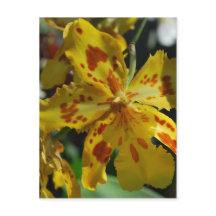 Yellow orchid from Vero Beach