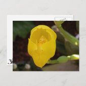 Yellow Orchid Postcard (Front/Back)