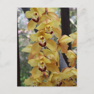 Yellow orchid postcard