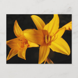 Yellow Orchid Postcard