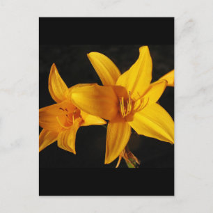 Yellow Orchid Postcard