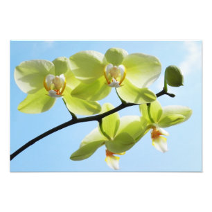 Yellow Orchids Photo Print