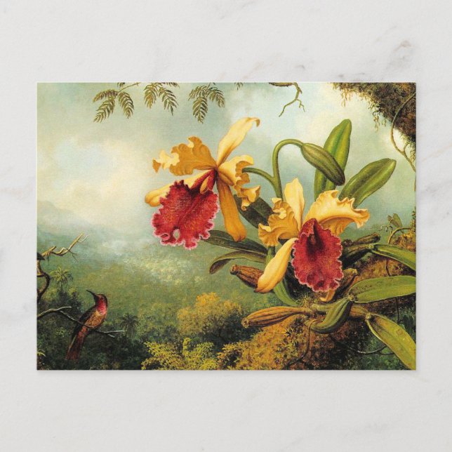 Yellow Orchids Postcard (Front)