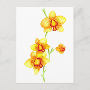 Yellow Orchids Watercolor Postcard
