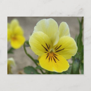 Yellow Pansies Postcard