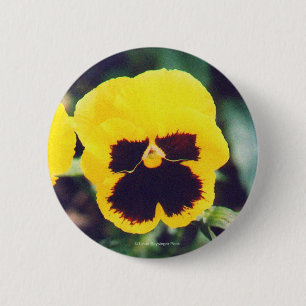 Yellow Pansy 2 Inch Round Button