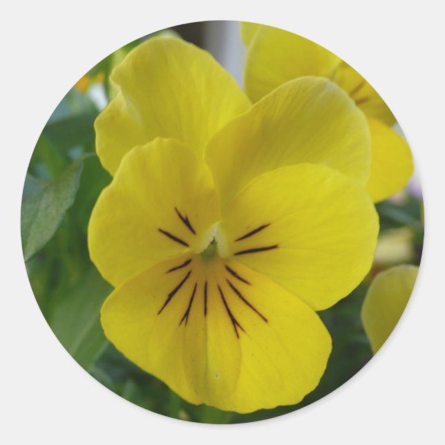 Yellow Pansy Classic Round Sticker (Front)