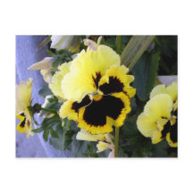 Yellow Pansy Flower Postcard