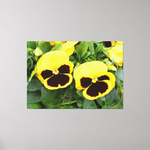 Yellow pansy flowers canvas print