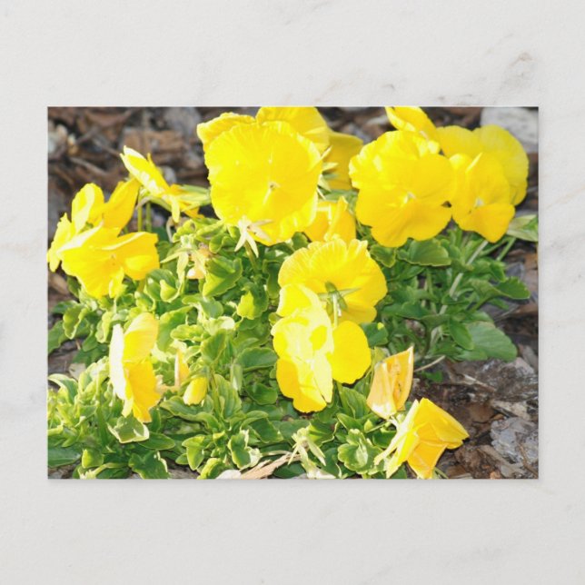 Yellow Pansy Flowers Photo Postcard (Front)