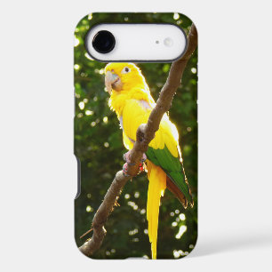 Yellow Parrot